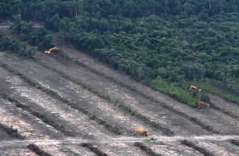 20% of Oil Palms Grown for Palm Oil in Indonesia Are Illegal, Report Finds
