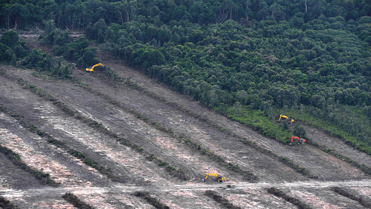 An aerial photograph shows deforestation in Indonesia for the development of a palm oil plantation.