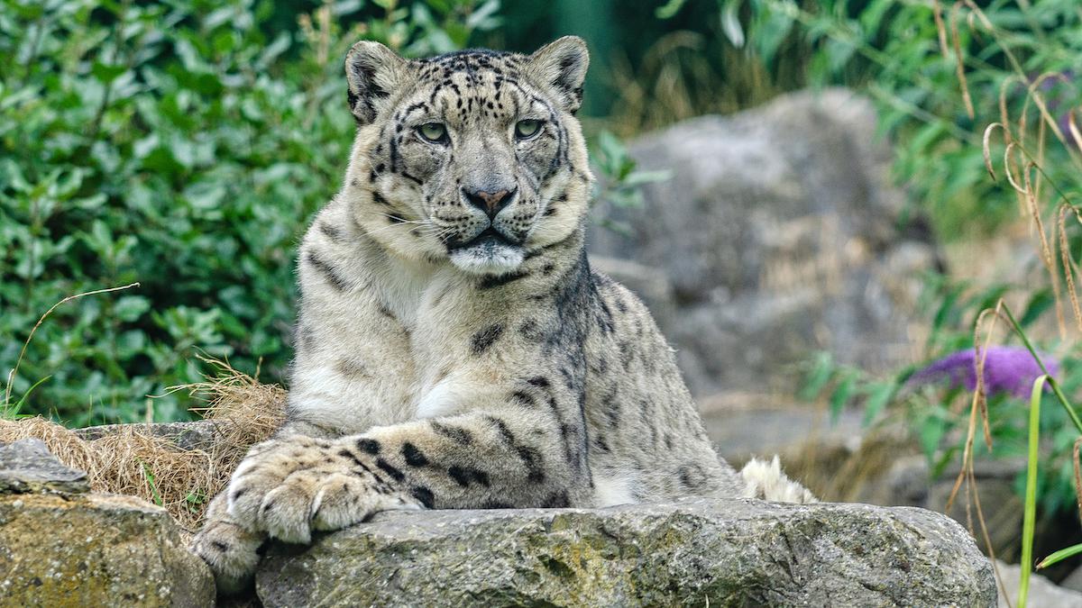 ​A snow leopard.