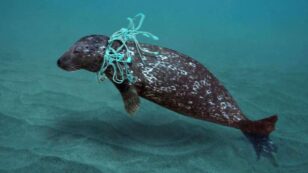 ‘Whales, Sea Turtles and Other Animals Shouldn’t Have to Suffer and Die From Entanglements’: Conservation Group Seeks Federal Help