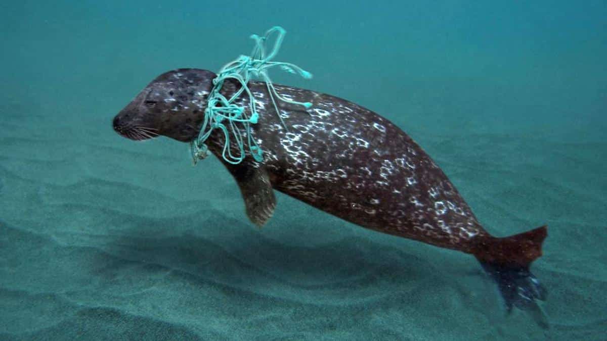 <wbr />A harbor seal entangled in a fishing net.