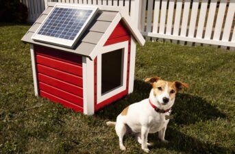 Keeping Pets Safe With Solar-Powered Kennels