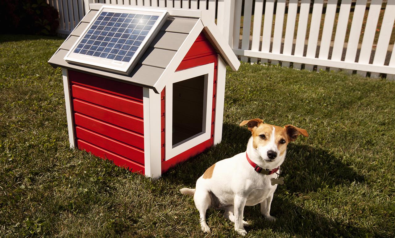 Dog with solar panel on dog house