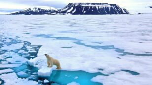 We Are Failing the Arctic Report Card