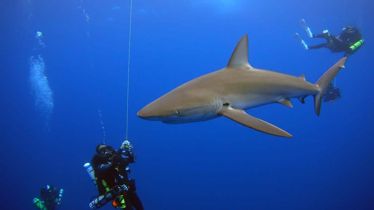 A curious Galapagos shark approaches scientists.