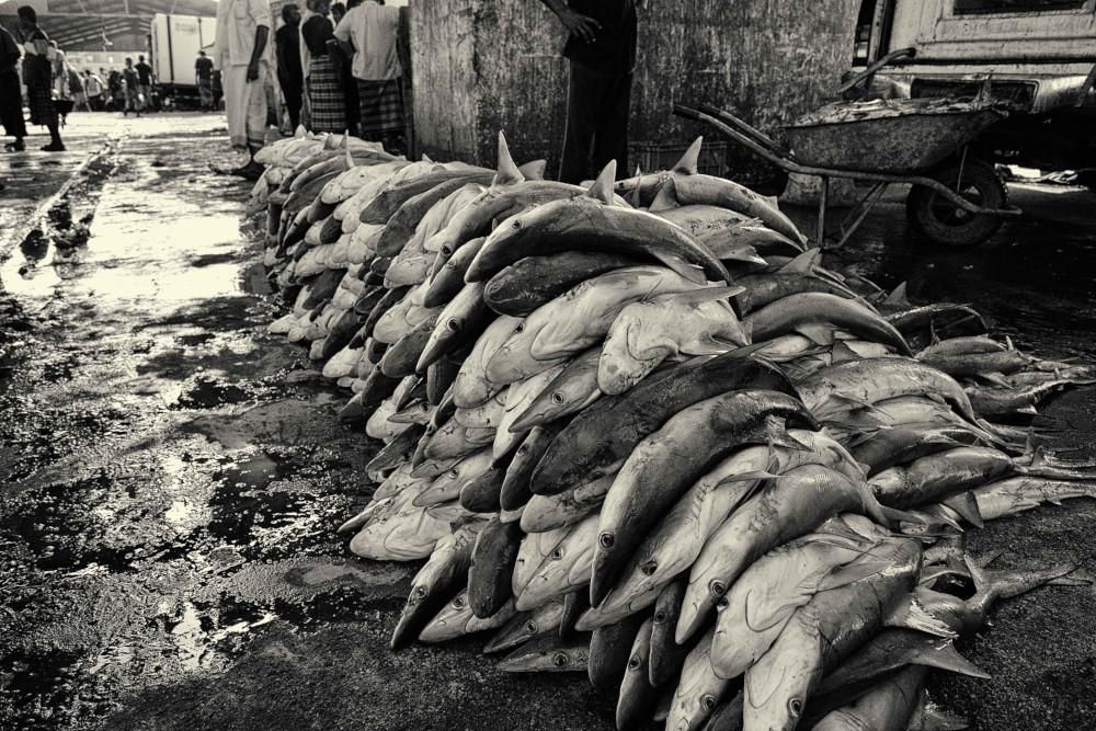 Sharks in a Yemen fish market.