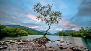 Welsh Government Offers Every Household a Free Tree to Plant