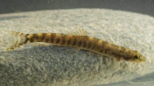 Fish Believed Extinct Rediscovered in Turkey