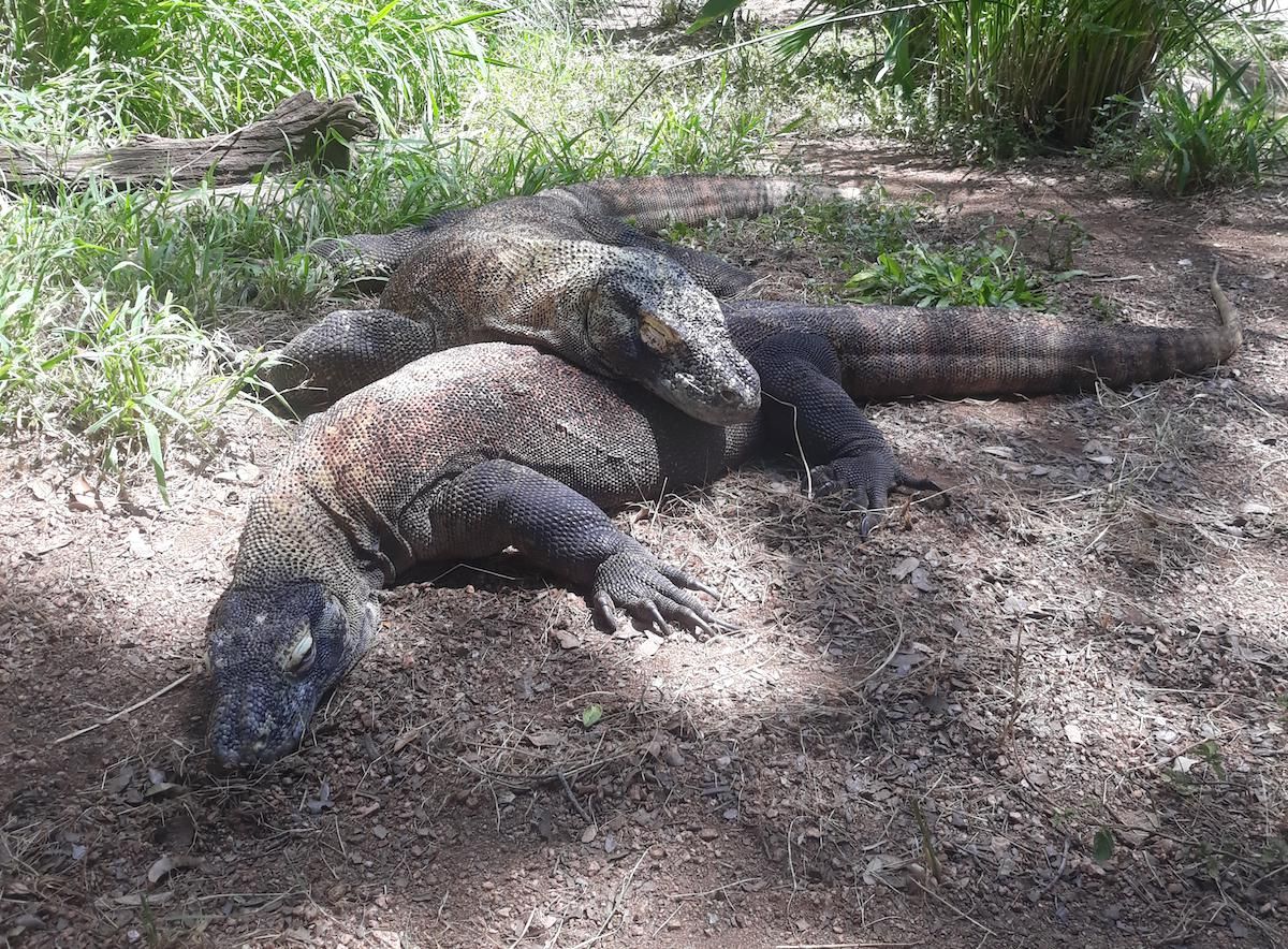 Male and female Komodo dragon parents.