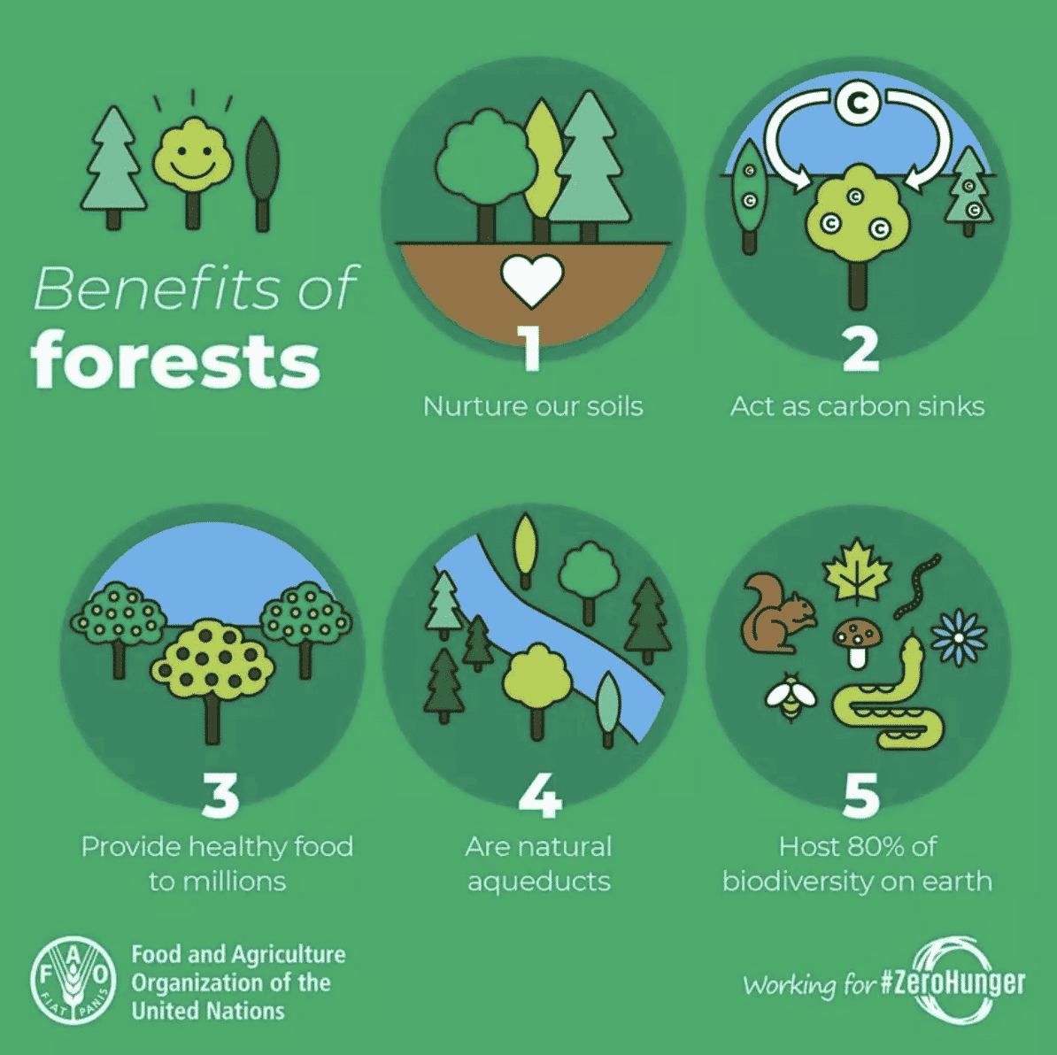 5 Things You Might Not Know About Forests – But Should - EcoWatch