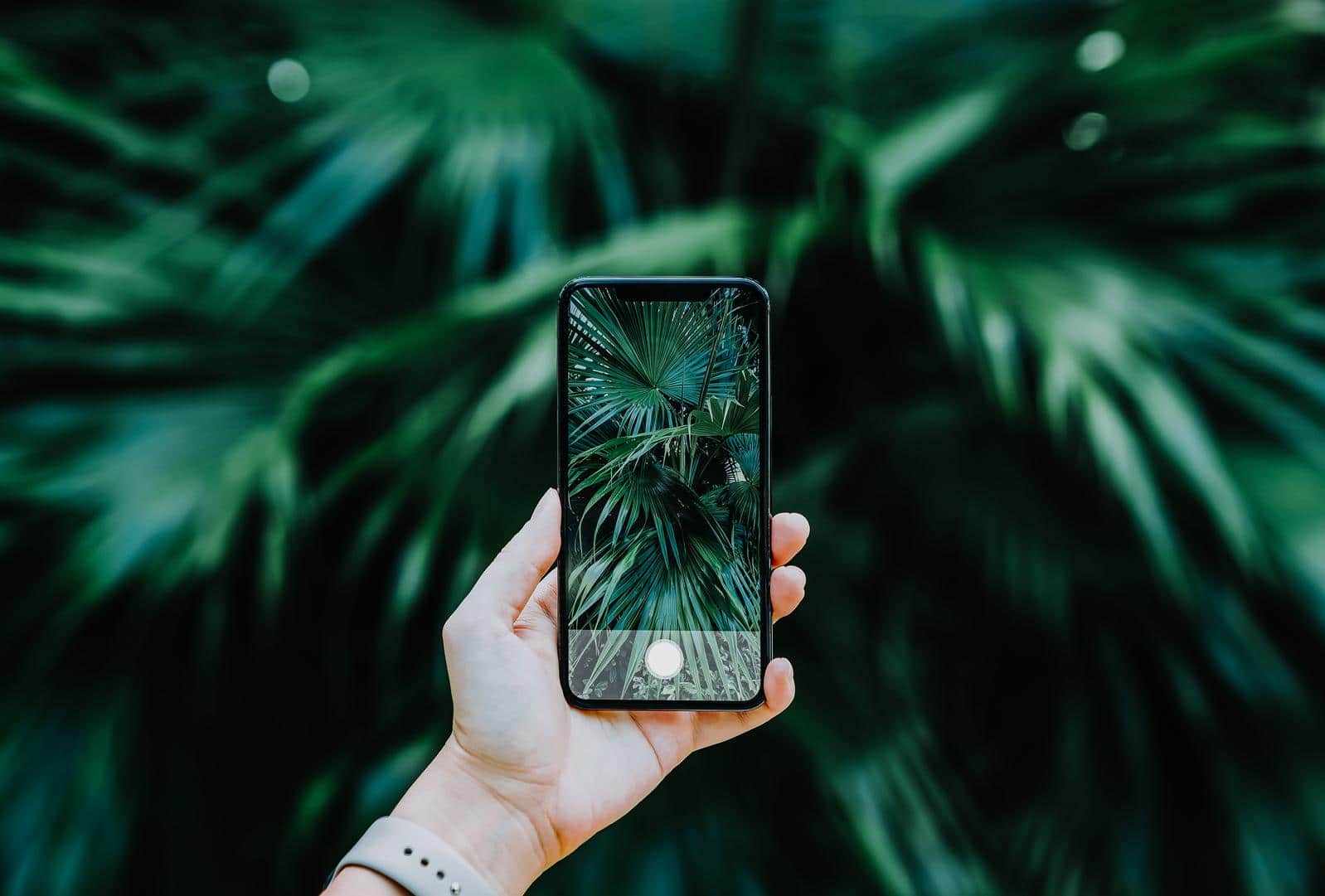 Close up of a woman's hand taking photos of palm trees in the nature with smartphone to use it as wallpaper