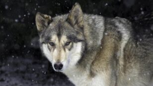 8 Wolves Poisoned in Oregon, Including an Entire Pack