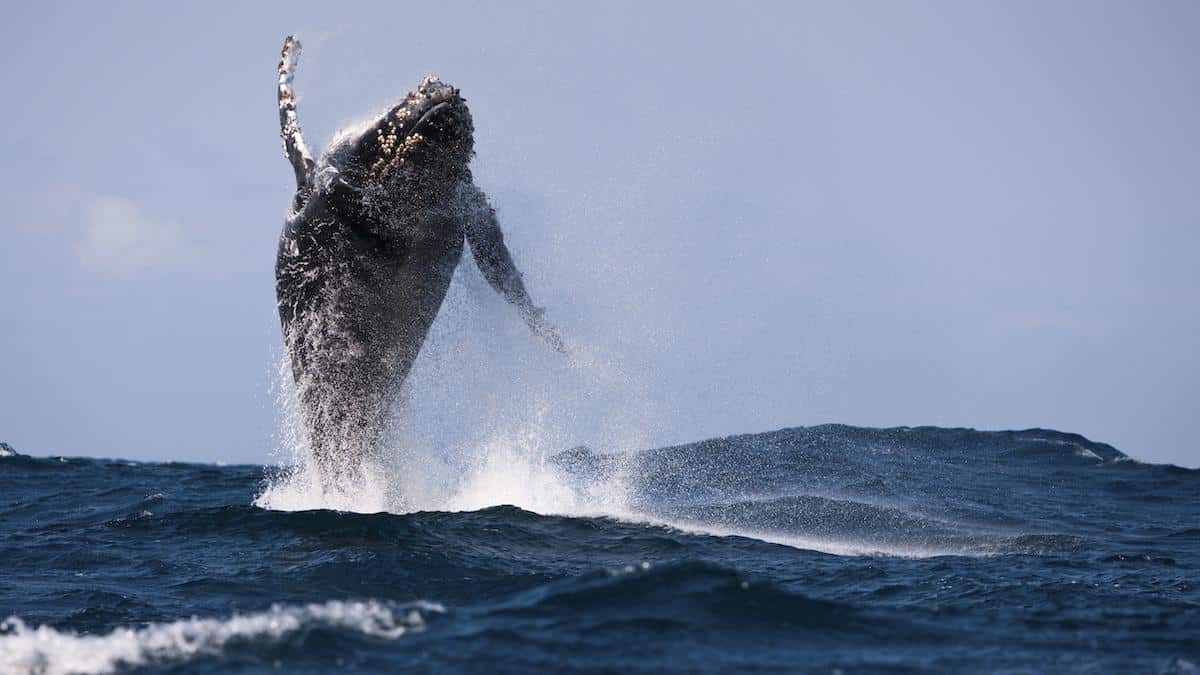 ​A humpback whale breaching off South Africa’s Wild Coast.