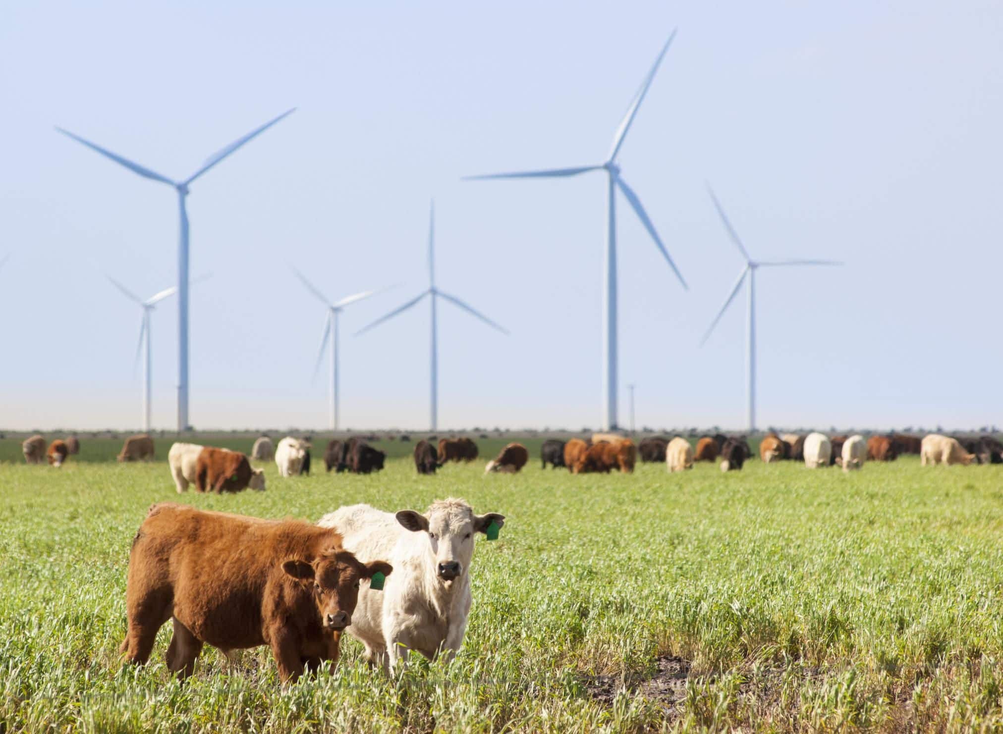  Wind turbines, Texas with cattle in foreground