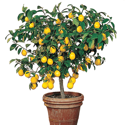 Gardens Alive! Meyer Lemon Tree