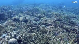 The Sounds of a Coral Reef Recovery: Scientists Record ‘Whoops, Croaks, Growls’