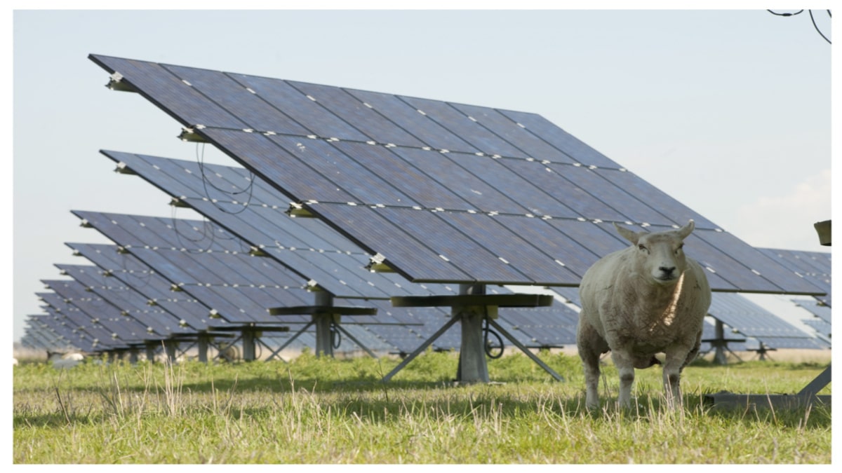 A New Vision for Farming: Chickens, Sheep, and … Solar Panels