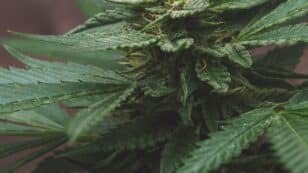 Top 10 Terpenes Found in Cannabis Plants