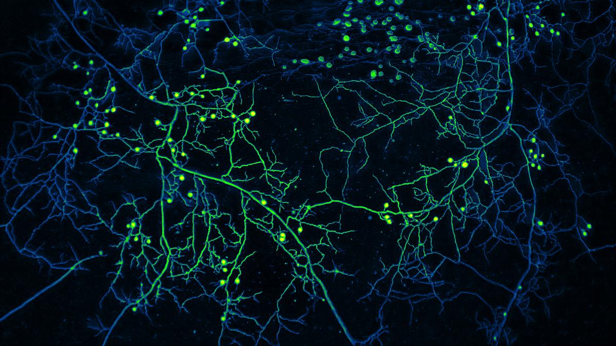 A high-resolution mycelium network.