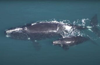 Feds Ask Ships off NYC Coast to Slow Down to Protect Rare Whales