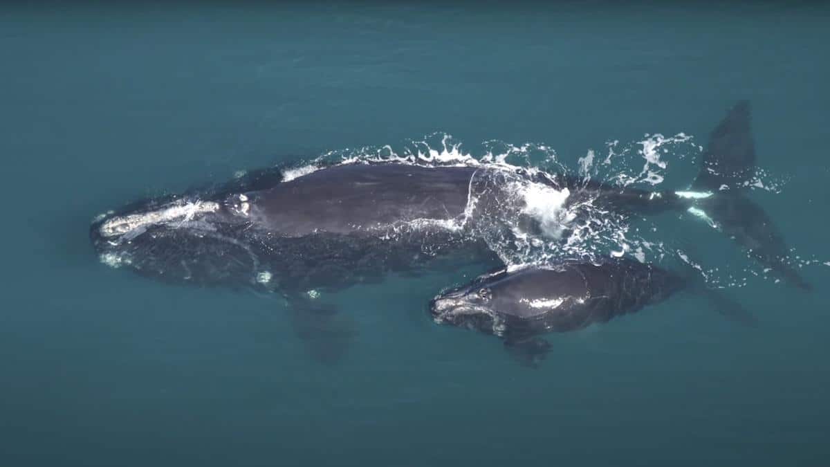 ​North Atlantic right whales.