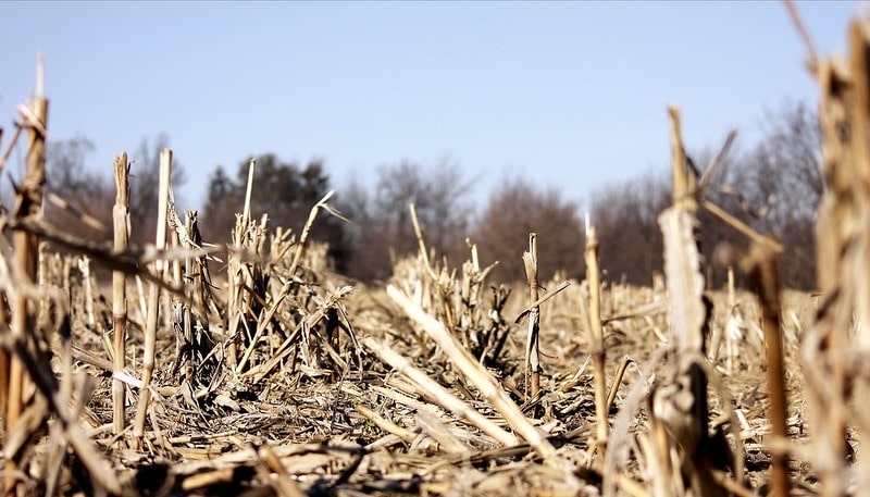 The Trouble With Biofuels - EcoWatch