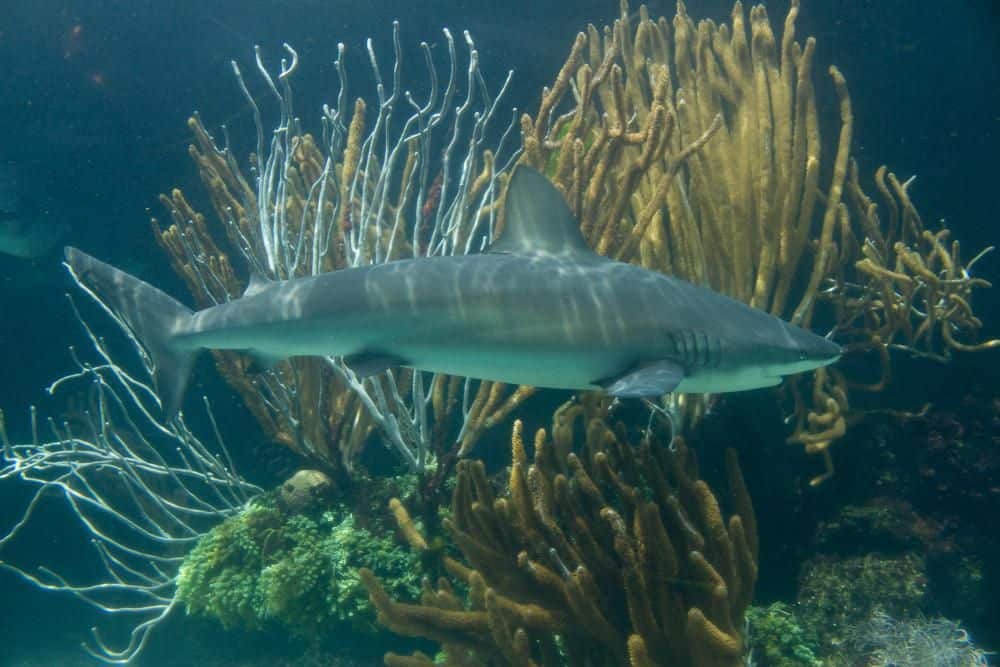 An endangered Caribbean reef shark. 