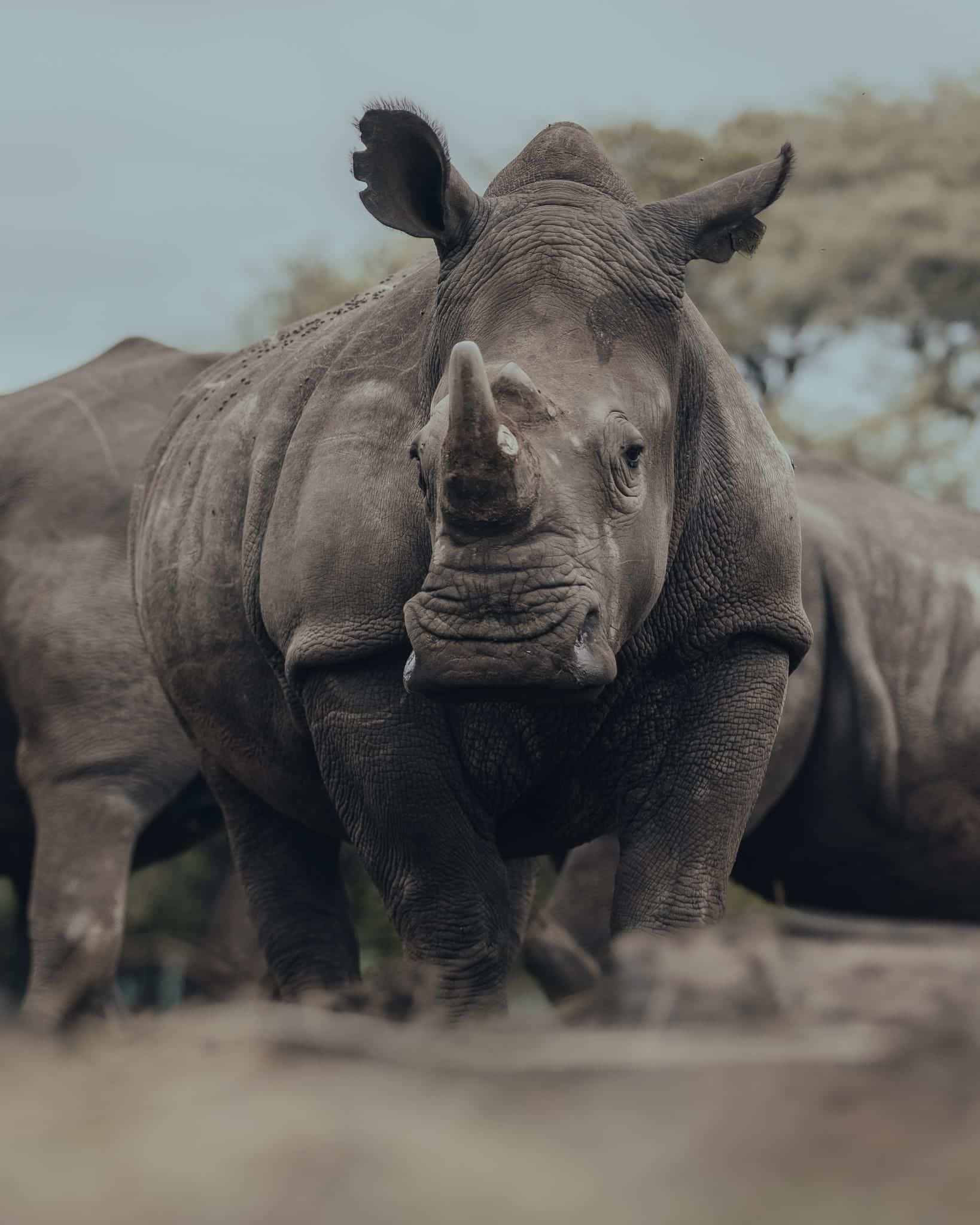 White rhino in Phinda Private Game Reserve