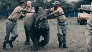 30 White Rhinos Make Largest ‘Translocation’ in Their Species’ History