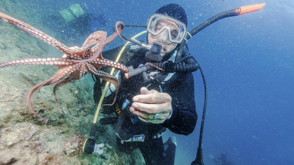 A diver encounters an octopus in the Adriatic Sea.
