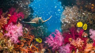 Nobel-Winning Stock Market Theory Aids Threatened Coral Reefs