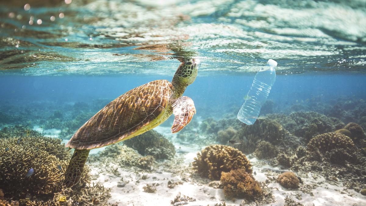 A turtle swims next to a plastic bottle.