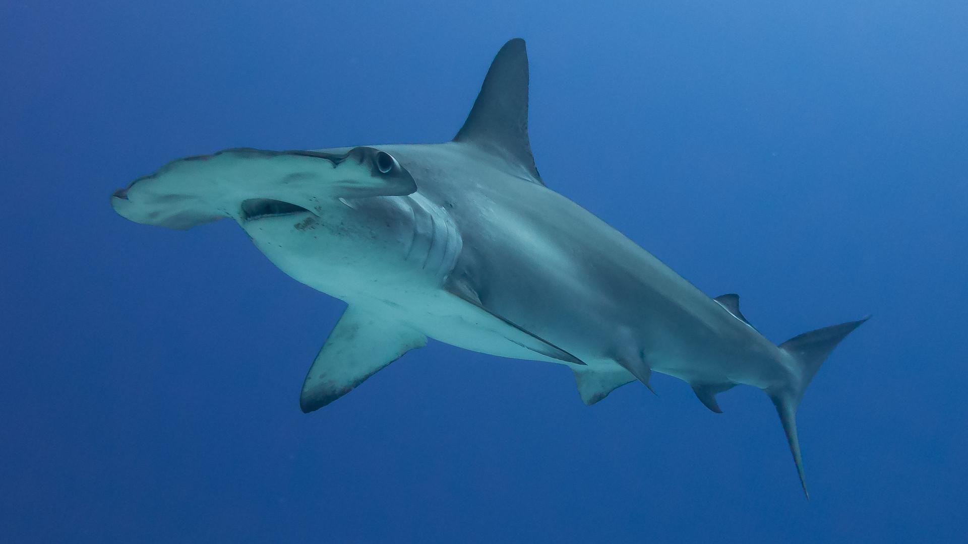 A scalloped hammerhead shark. 
