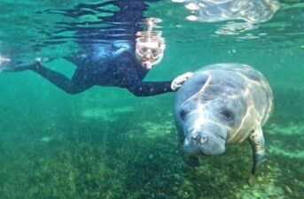 Florida to Try Feeding Starving Manatees, an Unprecedented Move