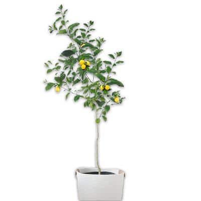FastGrowingTrees Meyer Lemon Tree