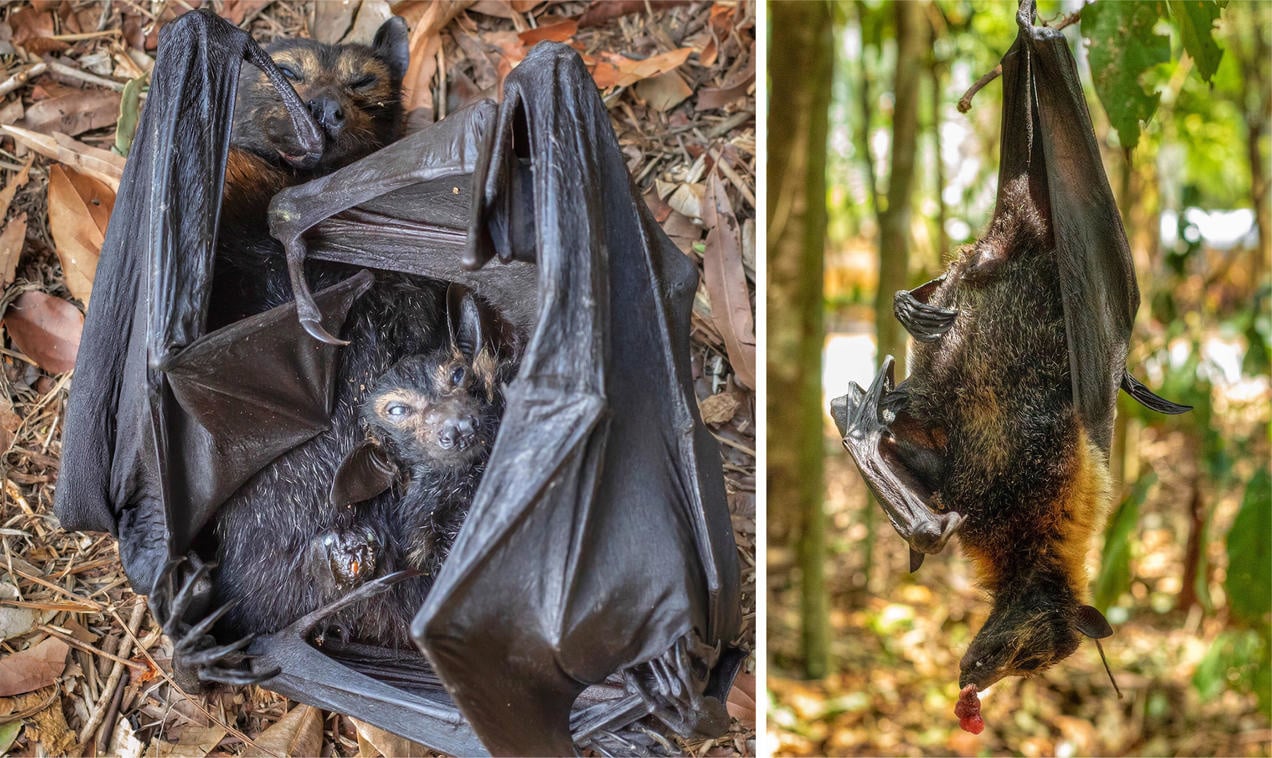 A Heat Wave in Australia Killed 23,000 Spectacled Flying Foxes - EcoWatch