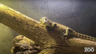Successful Komodo Dragon Breeding at San Antonio Zoo Brings New Hope for Endangered Species