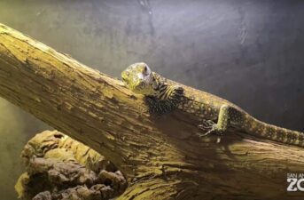Successful Komodo Dragon Breeding at San Antonio Zoo Brings New Hope for Endangered Species
