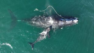 Critically Endangered Right Whale Gives Birth Despite Being Caught in Fishing Gear