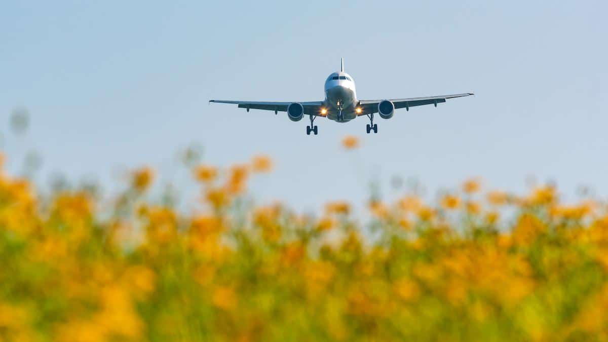 An airplane flies over a field of yellow flowers.