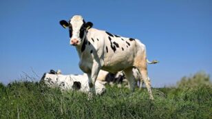 Could Potty-Trained Cows Lead to Lower Greenhouse Gas Emissions?