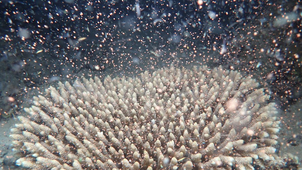 Coral spawning in the Great Barrier Reef.