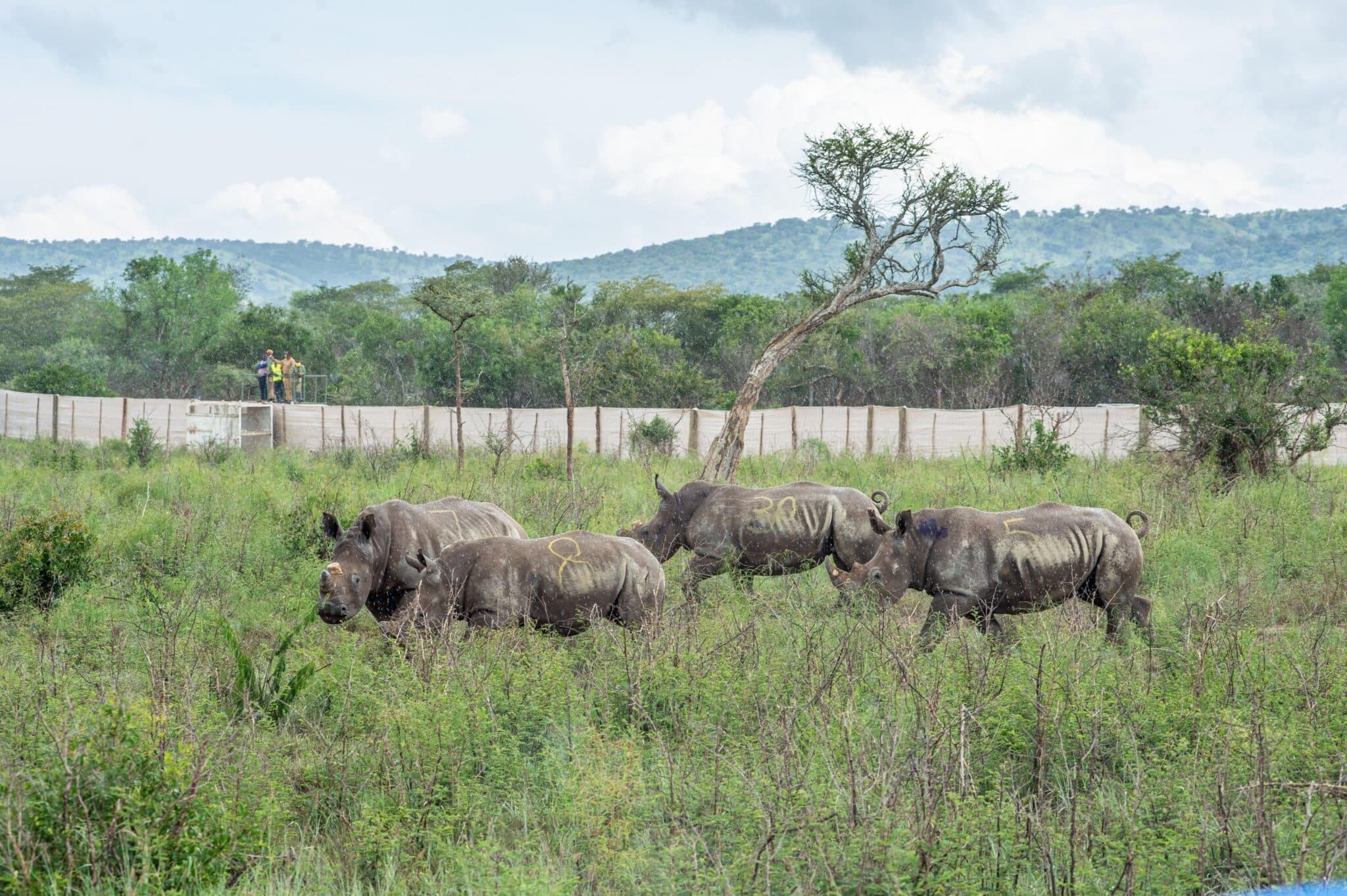 White rhinos introduced to Akagera in Rwanda