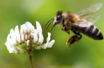 Western Honey Bees Most Likely Originated in Asia, Researchers Find