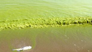Toledo Water Ban Lifted, But Is the Water Safe and What Caused the Toxic Algae Bloom?