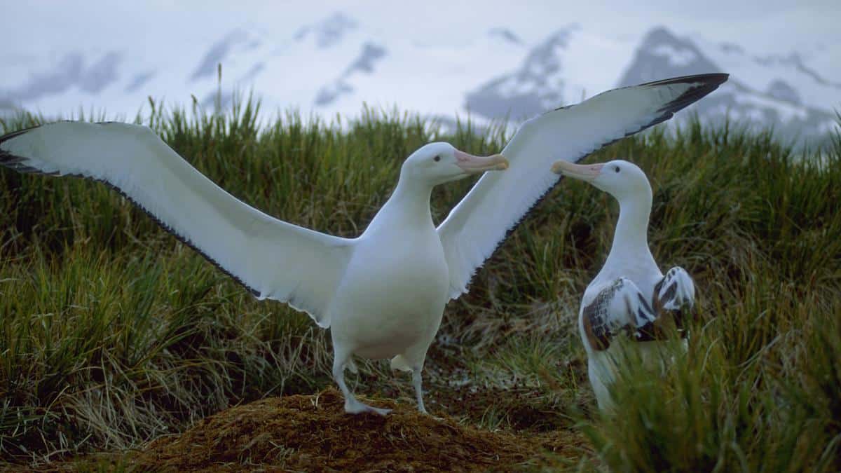 ​Wandering albatrosses in a courtship display.