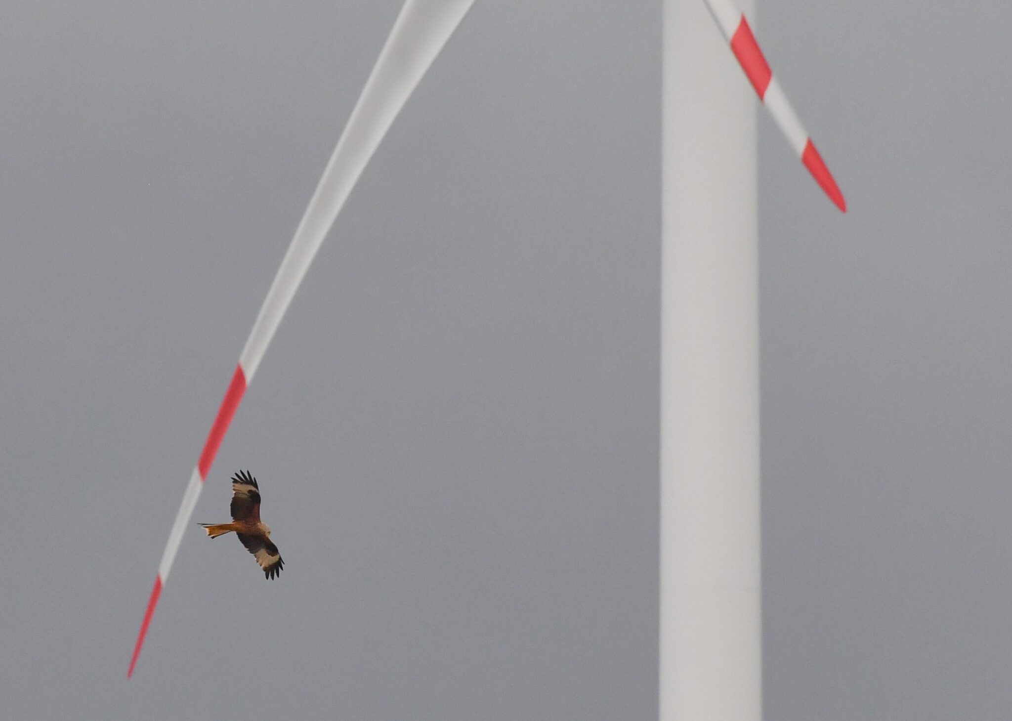 bird flys in front of wind turbine