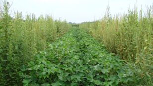 Texas Requests ‘Emergency Use’ of Restricted Herbicide to Kill Superweeds