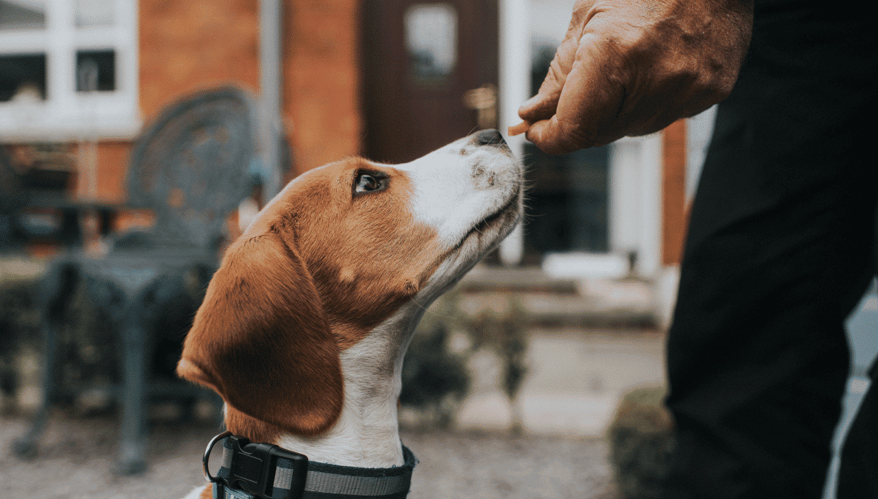 Cbd mobility chews for dogs