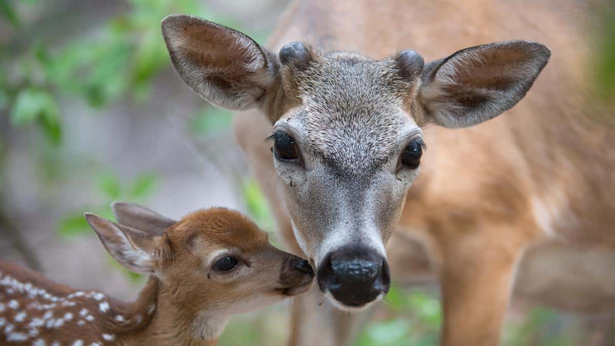 A Key deer with fawn.